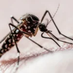 mosquito da dengue